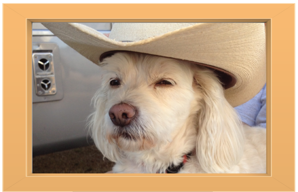 cowboy-dog
